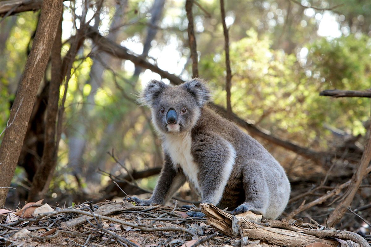 Investigation: Australia's Unique Species Are Disappearing at an Alarming Rate