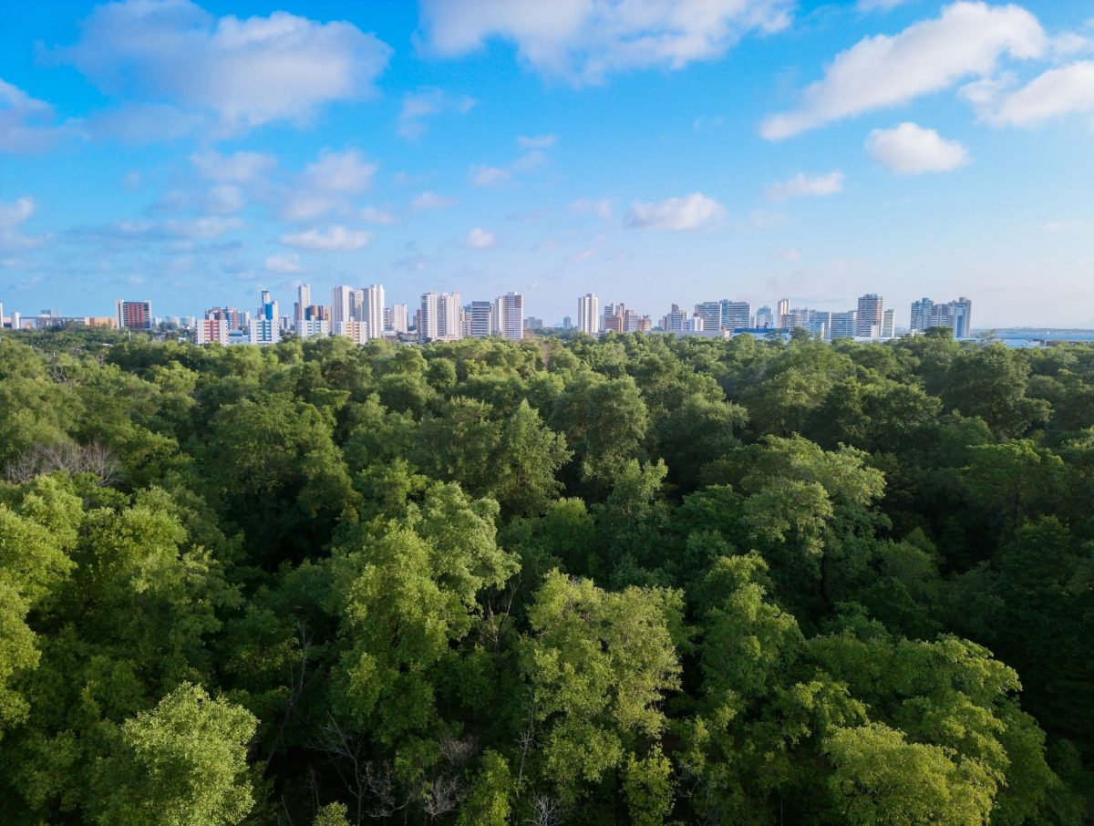 Japan's Urban Forestry Efforts Lag Behind as Canopy Coverage Declines in Tokyo