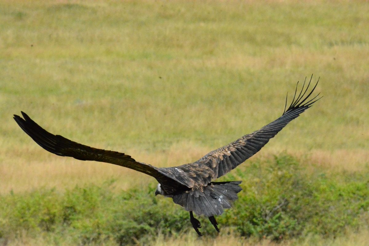 Developing: Vulture Population Decline in Nigeria Is Bigger Than Reported