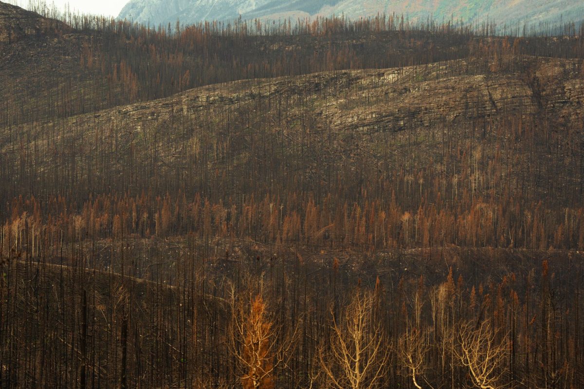EU Wildfires Devastate Thousands, EU Commission President on 'High Wildfire Alert
